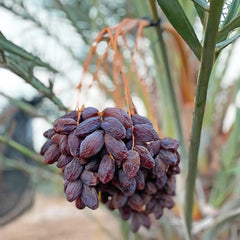 WATANI MEDJHOUL DATTELN 5kg.